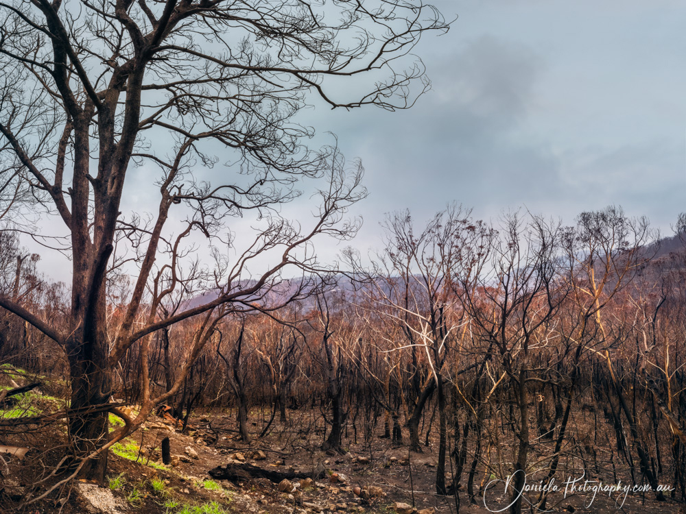 Australian Bushfire Dec2019 Bilpin nsw7